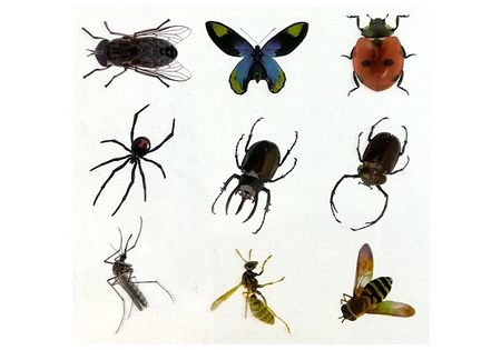 Zestaw Kreatywny Prehistoria Stwórz Bursztyn Owady