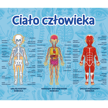 Gra dla dzieci Ciało człowieka Mistrz Wiedzy Trefl 01957
