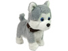 Pluszowy Piesek Husky Interaktywny Edukacyjny Smycz Piosenki Chodzi