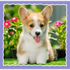 Puzzle - 3w1 (20, 36, 50) - Urocze pieski - Trefl 34854