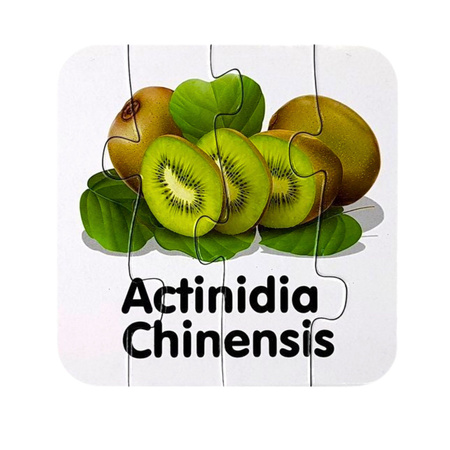 Puzzle Edukacyjne Układanka Owoce 10 Połączeń Nauka Angielskiego